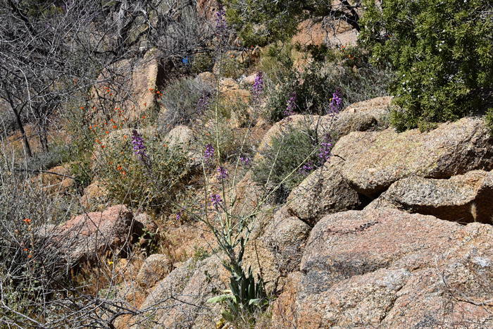 Long Valley Tumblemustard blooming in Yavapai County, Arizona March 03, 2016. Plants prefer elevations from 2,500 to 5,000 feet. There are 2 varieties in Thelypodiopsis ambigua. 